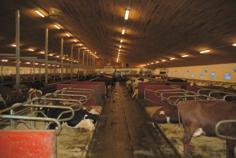 fjøs