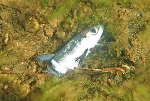 avkappet fisk