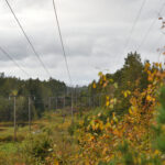 Nettselskap